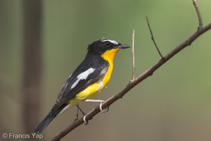 Yellow-rumped Flycatcher-160325-124EOS1D-FY1X2247-W.jpg