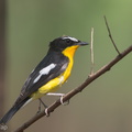 Yellow-rumped_Flycatcher-160325-124EOS1D-FY1X2247-W.jpg