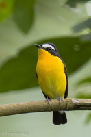 Yellow-rumped Flycatcher-210326-106MSDCF-FRY01335-W.jpg