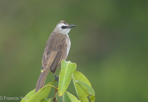 Yellow-vented Bulbul