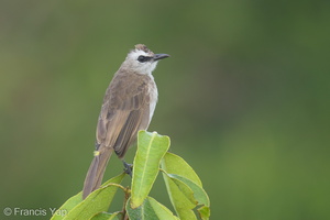 Yellow-vented Bulbul-170531-111EOS1D-F1X22654-W.jpg