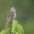 Yellow-vented_Bulbul-170531-111EOS1D-F1X22654-W.jpg