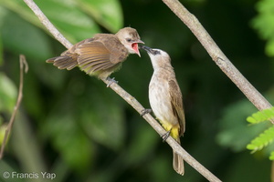 Yellow-vented Bulbul-200502-115MSDCF-FYP09252-W.jpg