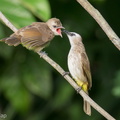 Yellow-vented_Bulbul-200502-115MSDCF-FYP09252-W.jpg