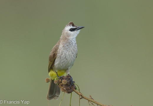 Yellow-vented Bulbul - display this album Yellow-vented Bulbul