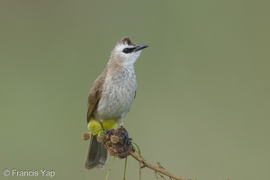 Yellow-vented Bulbul-250127-255MSDCF-FYP04654-W