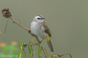 Yellow-vented Bulbul-250129-255MSDCF-FYP06081-W