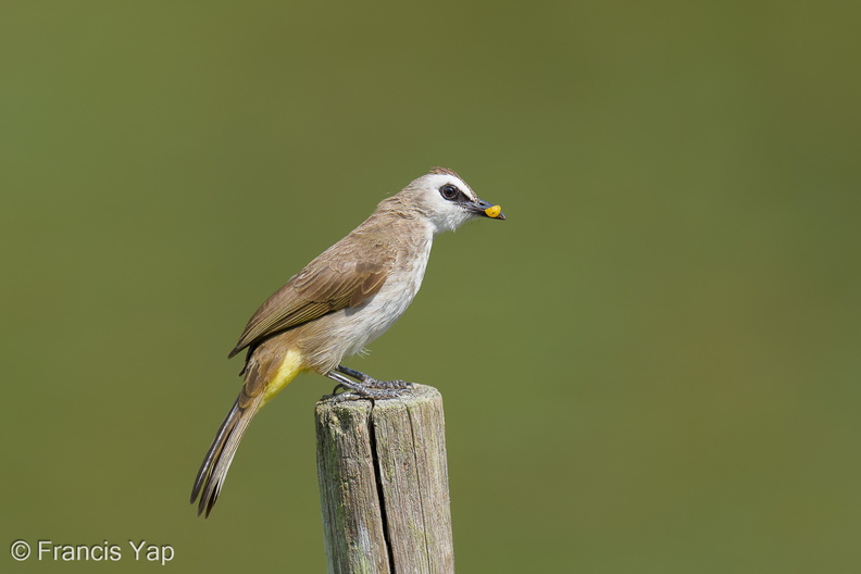 Yellow-vented_Bulbul-250622-112FRYAP-FYA03670-W.jpg