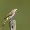 Yellow-vented_Bulbul-250622-112FRYAP-FYA03670-W.jpg