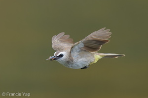 Yellow-vented Bulbul-250623-112FRYAP-FYA04568-W.jpg