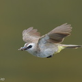 Yellow-vented_Bulbul-250623-112FRYAP-FYA04568-W.jpg