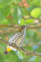 Yellow-vented Flowerpecker-190112-115ND500-FYP_0015-W.jpg