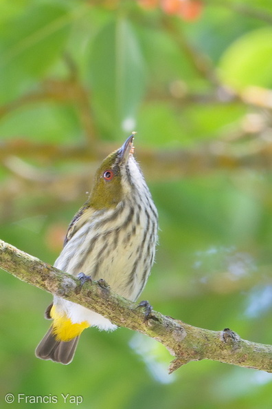 Yellow-vented_Flowerpecker-190112-115ND500-FYP_0017-W.jpg