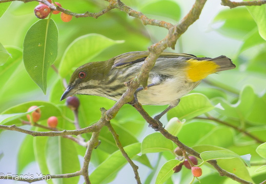 Yellow-vented Flowerpecker