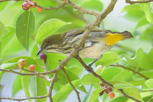 Yellow-vented Flowerpecker-190112-115ND500-FYP_0241-W.jpg