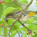 Yellow-vented_Flowerpecker-190112-115ND500-FYP_0241-W.jpg