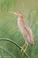 Yellow Bittern-120122-107EOS1D-FYAP5568-W.jpg