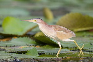 Yellow Bittern-190504-117ND500-FYP_1113-W.jpg