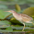 Yellow_Bittern-190504-117ND500-FYP_1113-W.jpg