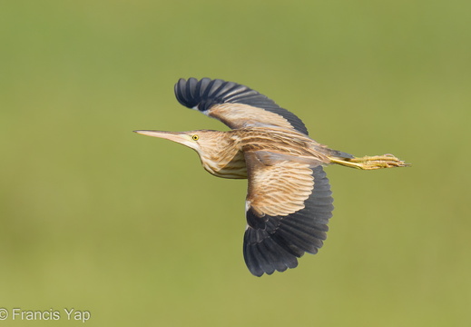 Yellow Bittern