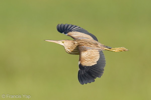 Yellow Bittern-211215-133MSDCF-FRY02442-W.jpg