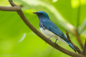 Zappey's Flycatcher-191110-103MSDCF-FYP04821-W.jpg