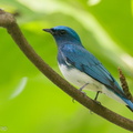 Zappeys_Flycatcher-191110-103MSDCF-FYP04821-W.jpg