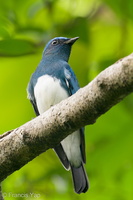 Zappey's Flycatcher-191111-103MSDCF-FYP05594-W.jpg