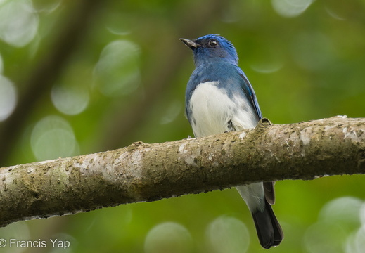 Zappey's Flycatcher