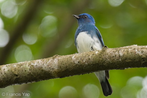 Zappey's Flycatcher-221127-159MSDCF-FYP07904-W.jpg