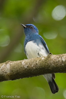 Zappey's Flycatcher-221127-159MSDCF-FYP08036-W.jpg