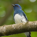 Zappeys_Flycatcher-221127-159MSDCF-FYP08036-W.jpg