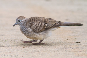 Zebra Dove-100704-101EOS7D-IMG_2551-W.jpg