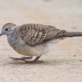 Zebra_Dove-100704-101EOS7D-IMG_2551-W.jpg