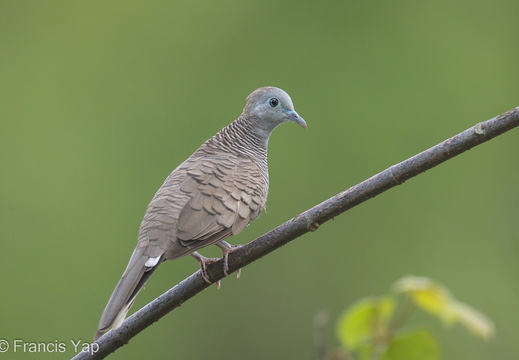 Zebra Dove