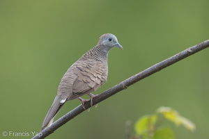 Zebra Dove-170615-111EOS1D-F1X28048-W.jpg