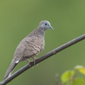 Zebra_Dove-170615-111EOS1D-F1X28048-W.jpg