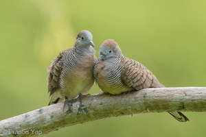 Zebra Dove-200127-111MSDCF-FYP04098-W.jpg