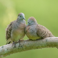 Zebra_Dove-200127-111MSDCF-FYP04098-W.jpg