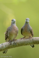 Zebra Dove-200127-111MSDCF-FYP04117-W.jpg