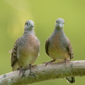 Zebra_Dove-200127-111MSDCF-FYP04117-W.jpg