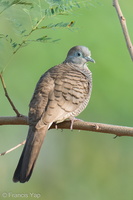 Zebra Dove-210306-103MSDCF-FRY01969-W.jpg