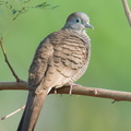 Zebra_Dove-210306-103MSDCF-FRY01969-W.jpg