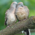Zebra_Dove-260602-196FRYAP-FYA02581-W.jpg