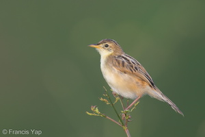 Zitting Cisticola-131009-110EOS1D-FY1X5210-W.jpg