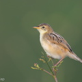 Zitting_Cisticola-131009-110EOS1D-FY1X5210-W.jpg