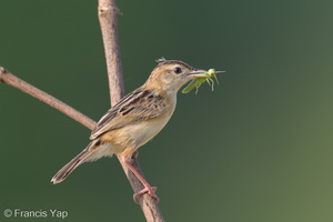 Zitting Cisticola-190818-119ND500-FYP_6834-W.jpg