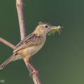 Zitting_Cisticola-190818-119ND500-FYP_6834-W.jpg