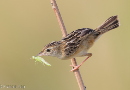 Zitting Cisticola