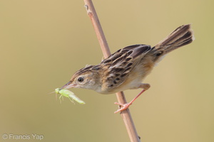 Zitting Cisticola-190818-119ND500-FYP_6893-W.jpg